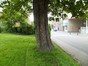 Erable sycomore – Woluwé-Saint-Lambert, Parc Georges-Henri, Rue Montagne des Cerisiers –  04 Mai 2012