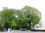 Noorse esdoorn – St.- Lambrechts - Woluwe, Joséphine-Charlottesquare, Joséphine-Charlottesquare –  23 April 2002