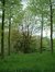 Chêne pédonculé – Bruxelles, Petit chemin Vert –  06 Mai 2002