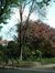 Hemelboom – Sint-Joost-Ten-Node, Park van het instituut 