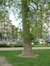 Platane à feuille d'érable – Bruxelles, Avenue de la Porte de Hal –  14 Mai 2002