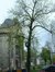 Acer saccharinum var. laciniatum – Bruxelles, Avenue de la Porte de Hal –  14 Mai 2002