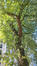 Acer saccharinum var. laciniatum &ndash; Bruxelles, Avenue de la Porte de Hal &ndash;  15 Septembre 2026