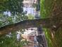 Sophora du Japon &ndash; Bruxelles, Place Jean Jacobs, Place Jean Jacobs &ndash;  10 Septembre 2026