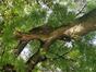 Sophora du Japon &ndash; Bruxelles, Place Jean Jacobs, Place Jean Jacobs &ndash;  10 Septembre 2026