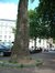 Hemelboom – Brussel, Grote Zavel –  15 Mei 2002