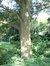 Chêne à cupules chevelues – Auderghem, Parc Seny, Boulevard du Souverain –  19 Juillet 2002