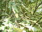 Chêne à cupules chevelues – Auderghem, Parc Seny, Boulevard du Souverain –  19 Juillet 2002