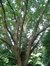 Chêne de Hongrie – Auderghem, Parc Seny, Boulevard du Souverain –  19 Juillet 2002
