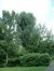 Saule blanc – Auderghem, Parc Seny, Boulevard du Souverain –  19 Juillet 2002