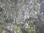 Sorbus aria var. majestica – Auderghem, Parc Seny –  01 Janvier 1994