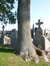 Gewone es – Schaarbeek, Begraafplaats van Sint-Joost-ten-Node, Henri Choméstraat, 9 –  09 September 2015