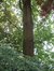 Chêne pédonculé – Schaerbeek, Rue de Linthout, 89a –  31 Mai 2002
