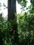 Peuplier à grandes feuilles – Auderghem, Parc Seny, parc –  22 Juillet 2002