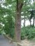 Chêne pédonculé – Auderghem, Parc Tenreuken, Avenue du Grand Forestier –  19 Juillet 2002
