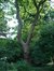 trompetboom – St.- Lambrechts - Woluwe, Paul Hymanslaan, 100 –  24 Juni 2002
