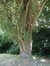Chêne pédonculé fastigié – Woluwé-Saint-Lambert, Avenue de la Chapelle, 35 –  27 Juin 2002