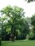 Gewone acacia – Watermaal-Bosvoorde, Léopold Wienerlaan, 87 –  04 Juli 2002