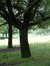 Appel – Watermaal-Bosvoorde, Park van het Klooster van de Religieuzen van de Eucharistie, Léopold Wienerlaan, 26 –  04 Juli 2002