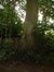Chêne rouge d'Amérique – Watermael-Boitsfort, Parc du Couvent des Religieuses de l'Eucharistie, Avenue Léopold Wiener, 26 –  04 Juillet 2002