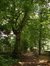 Gewone haagbeuk – Watermaal-Bosvoorde, Park van het Klooster van de Religieuzen van de Eucharistie, Léopold Wienerlaan, 26 –  04 Juli 2002