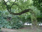Erable à feuilles de frêne – Schaerbeek, Avenue des Héliotropes, 1 –  08 Juillet 2002