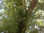Erable à feuilles de frêne – Berchem-Sainte-Agathe, Avenue de la Basilique, 14 –  25 Juillet 2013
