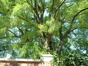Gewone acacia – Schaarbeek, Artanstraat, 117 –  16 Juli 2002
