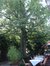 Tilleul à petites feuilles – Watermael-Boitsfort, Avenue du Bois de la Cambre, 19 –  17 Juillet 2002