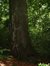 Hêtre d'Europe – Watermael-Boitsfort, Parc privé de l'Institut royal des Sciences naturelles de Belgique et chemin des Chablis, Chemin des Chablis, 4 –  17 Juillet 2002