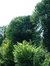 Gewone es – Watermaal-Bosvoorde, Het privé-park van het Koninklijk Instituut voor Natuurwetenschappen van België en de Chablisweg, Windbreukweg, 4 –  17 Juli 2002
