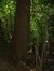 Chêne pédonculé – Watermael-Boitsfort, Parc privé de l'Institut royal des Sciences naturelles de Belgique et chemin des Chablis, Chemin des Chablis, 4 –  17 Juillet 2002