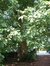 Chêne rouge d'Amérique – Watermael-Boitsfort, Drève des Weigélias, 33 –  18 Juillet 2002