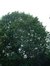 Chêne rouge d'Amérique – Watermael-Boitsfort, Drève des Weigélias, 33 –  18 Juillet 2002