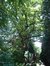 Chêne pédonculé – Watermael-Boitsfort, Avenue Léopold Wiener, 86 –  18 Juillet 2002