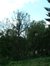 Salix babylonica 'Tortuosa' – Oudergem, Senypark, Vorstlaan –  19 Juli 2002