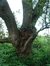 Salix babylonica 'Tortuosa' – Auderghem, Parc Seny, Boulevard du Souverain –  19 Juillet 2002