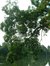 Japanse honingboom – Watermaal-Bosvoorde, Tenreukenpark, Vorstlaan –  19 Juli 2002