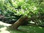 Trompetboom – Watermaal-Bosvoorde, Tenreukenpark, Vorstlaan –  19 Juli 2002