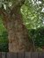 Chêne pédonculé – Watermael-Boitsfort, Avenue de la Fauconnerie, 131-133 –  25 Juillet 2002