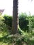 Apenboom, slangenden – Watermaal-Bosvoorde, Tuinwijken Le Logis en Floréal, Kruisbooglaan, 20 –  13 Juni 2014