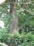 Chêne rouge d'Amérique – Watermael-Boitsfort, Avenue de la Tenderie, 31 –  25 Juillet 2002