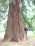 Sequoia géant – Watermael-Boitsfort, Avenue Emile Van Becelaere, 26 –  25 Juillet 2002