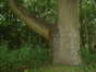 Chêne pédonculé – Watermael-Boitsfort, Avenue de la Foresterie –  26 Juillet 2002