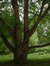 Cerisier noir – Watermael-Boitsfort, Avenue de la Foresterie –  26 Juillet 2002