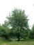 Cerisier noir – Watermael-Boitsfort, Avenue de la Foresterie –  26 Juillet 2002