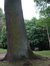 Chêne pédonculé – Watermael-Boitsfort, Parc du château Bischoffsheim, Avenue Van Kerm –  26 Juillet 2002