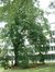 Tilleul à larges feuilles – Watermael-Boitsfort, Ancien siège de Glaverbel, Chaussée de La Hulpe, 166 –  26 Juillet 2002