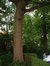 Chêne pédonculé – Watermael-Boitsfort, Ancien siège de Glaverbel, Chaussée de La Hulpe, 166 –  26 Juillet 2002