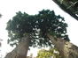 Mammoetboom – Watermaal-Bosvoorde, Terhulpsesteenweg, 166 –  26 Juli 2002